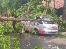 Angin Kencang Terjang Bojonegoro, Banyak Rumah Ambruk dan Pohon Tumbang