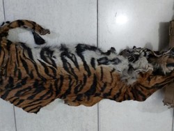 Komplotan Pemburu Juga Jual Tulang Harimau Rp 18 Juta