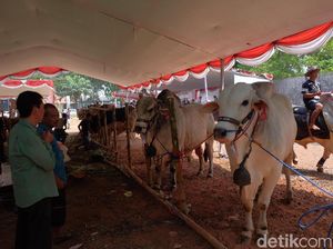 Jajaran Sapi Raksasa Bertarung Perebutkan Piala Bupati Karawang Jajaran Sapi Raksasa Bertarung Perebutkan Piala Bupati Karawang