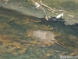 Geger Penemuan Mayat Balita Tanpa Kepala