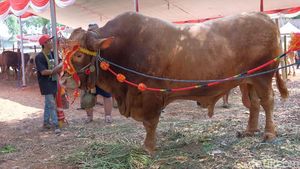Intip Kontes Sapi Jumbo di Karawang