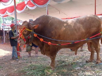 Intip Kontes Sapi Jumbo di Karawang