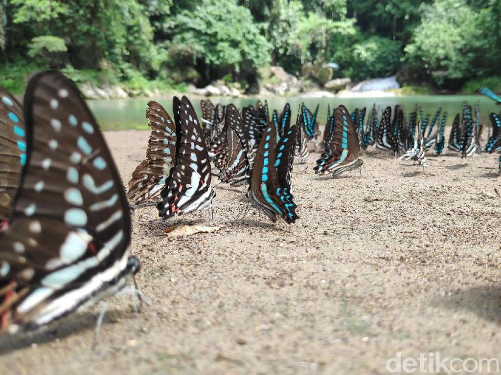 Fenomena Langka Berkumpulnya Ribuan Kupu-kupu di Bantimurung Fenomena Langka Berkumpulnya Ribuan Kupu-kupu di Bantimurung