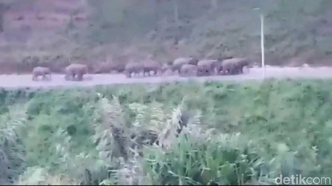 20 Gajah Liar Turun ke Jalanan di Aceh 20 Gajah Liar Turun ke Jalanan di Aceh