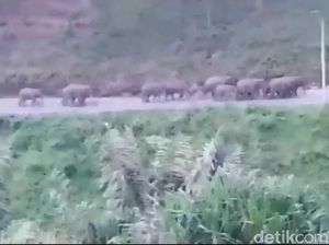 20 Gajah Liar Turun ke Jalanan di Aceh