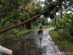 Angin Kencang di Sleman Rusak Jaringan Listrik dan Tumbangkan Pepohonan