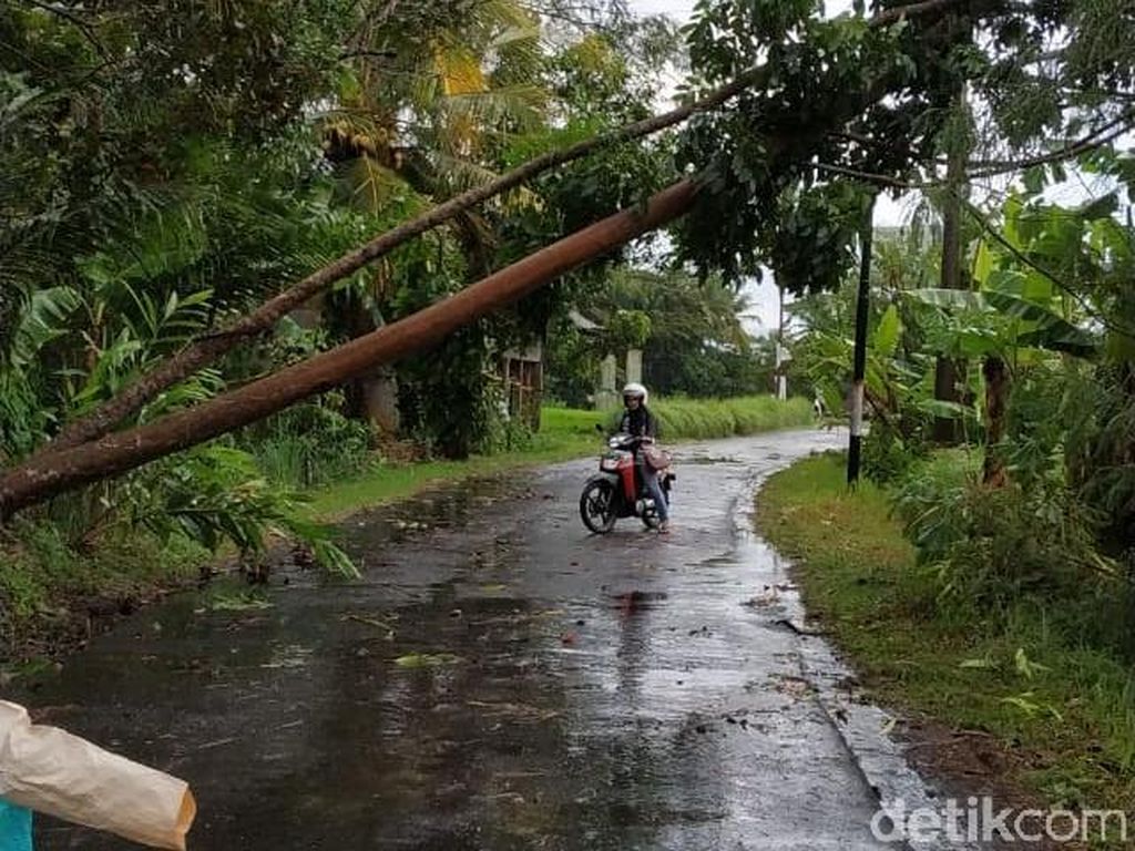 Angin Kencang di Sleman Rusak Jaringan Listrik dan Tumbangkan Pepohonan Angin Kencang di Sleman Rusak Jaringan Listrik dan Tumbangkan Pepohonan