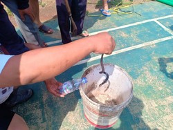29 Anak Ular Kobra Ditangkap di Citayam, Posisi Induknya Masih Misterius