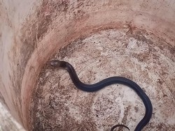 Teror Kobra Belum Berakhir, Warga Citayam Kembali Tangkap 1 Anak Ular