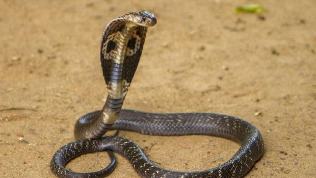 King Cobra on brown sand.