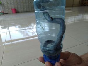 Lagi, Dua Anak Ular Kobra Ditemukan di Dalam Rumah Warga Citayam