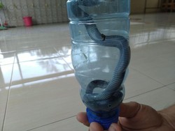 Lagi, Dua Anak Ular Kobra Ditemukan di Dalam Rumah Warga Citayam