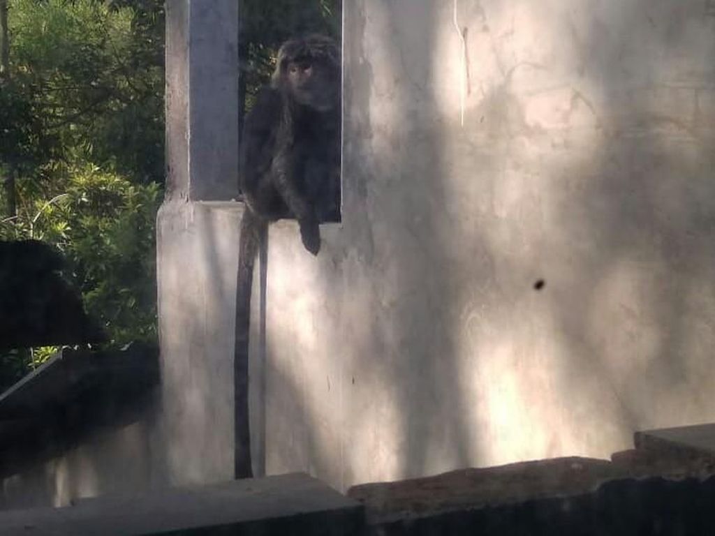 Monyet Liar Masuk Permukiman di Kudus, Serang Kebun dan Rusak Perabotan Monyet Liar Masuk Permukiman di Kudus, Serang Kebun dan Rusak Perabotan