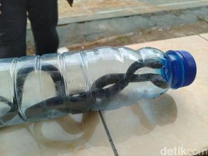 Pakar Ular: Kapur Barus dan Fogging Tak Bisa Tangkal Ular Kobra