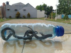 Anti-Bisa di Indonesia Baru Ada untuk 3 Jenis Ular, Salah Satunya Kobra