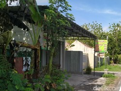 Hii, Belasan King Cobra Teror Warung Mi Ayam di Klaten