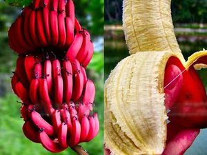 5 Buah Langka! Ada Kiwi hingga Pisang yang Warnanya Merah