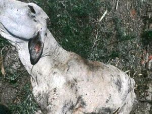 Ratusan Sapi Australia Malnutrisi dan Mati Saat Pembibitan di Indonesia Ratusan Sapi Australia Malnutrisi dan Mati Saat Pembibitan di Indonesia