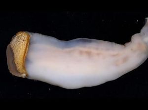 Hewan Aneh dan Langka Ini Makanannya Batu