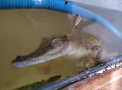 Buaya di Permukiman Klaten Diduga Peliharaan yang Hilang