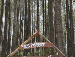 Mendatangi Hutan Pinus Paling Terkenal di Yogyakarta