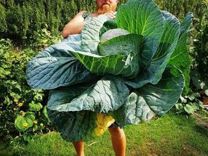 Wow! 10 Buah dan Sayur Berukuran Jumbo Ini Bikin Takjub