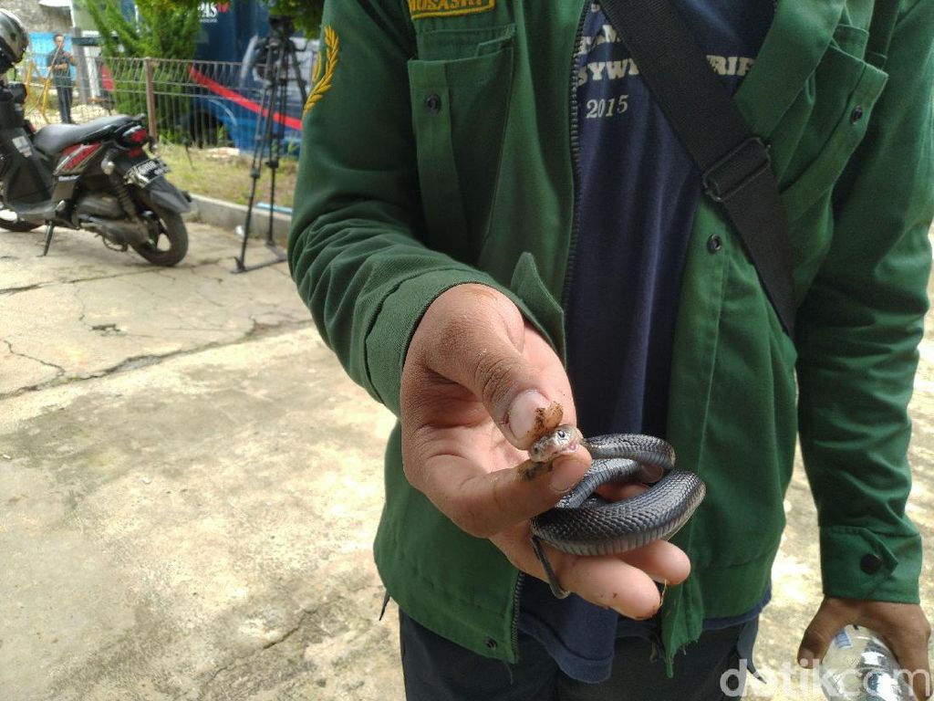 1 Anak Kobra Ditemukan Lagi di Royal Citayam, Total 33 Ular Ditangkap 1 Anak Kobra Ditemukan Lagi di Royal Citayam, Total 33 Ular Ditangkap