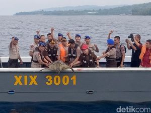 Polairud Sulteng Lepasliarkan 23 Penyu Sisik Hijau Hasil Tangkapan Nelayan