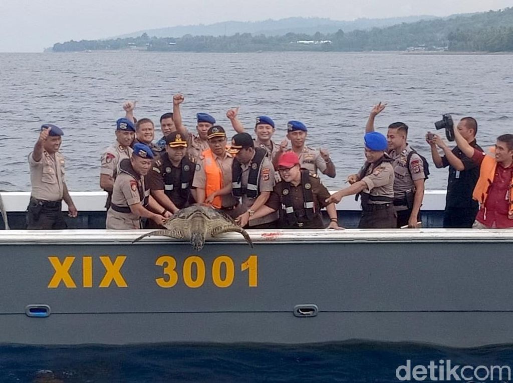 Polairud Sulteng Lepasliarkan 23 Penyu Sisik Hijau Hasil Tangkapan Nelayan Polairud Sulteng Lepasliarkan 23 Penyu Sisik Hijau Hasil Tangkapan Nelayan