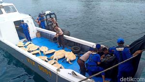 23 Penyu Hijau Hasil Penyelundupan Disita Polisi