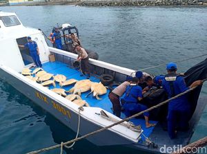 23 Penyu Hijau Hasil Penyelundupan Disita Polisi