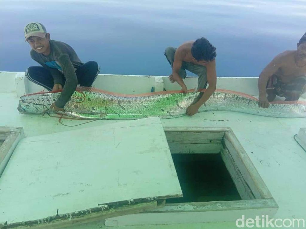 Kata Bupati soal Kemunculan Oarfish di Selayar Kata Bupati soal Kemunculan Oarfish di Selayar
