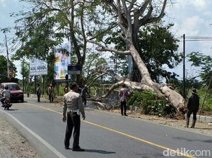 Sebuah Pohon Tumbang Srempet Nenek-nenek di Tulungagung