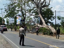 Sebuah Pohon Tumbang Srempet Nenek-nenek di Tulungagung