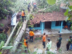 Hujan dan Angin Tumbangkan Pohon di Kudus, Seorang Warga Tertimpa