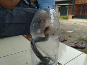 Perum Royal Citayam Akan Di-fogging Atasi Teror Kobra yang Meresahkan