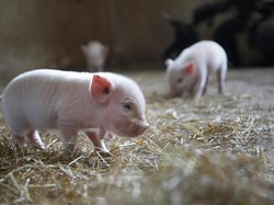 Dikenal Kotor, Ternyata Babi Termasuk Hewan yang Peduli Kebersihan