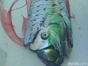 BKIPM Makassar Telusuri Ikan Oarfish di Selayar