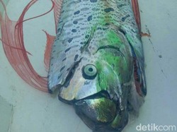 BKIPM Makassar Telusuri Ikan Oarfish di Selayar