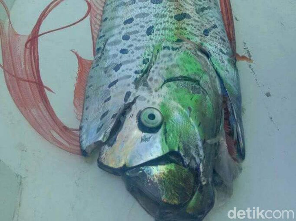 BKIPM Makassar Telusuri Ikan Oarfish di Selayar BKIPM Makassar Telusuri Ikan Oarfish di Selayar