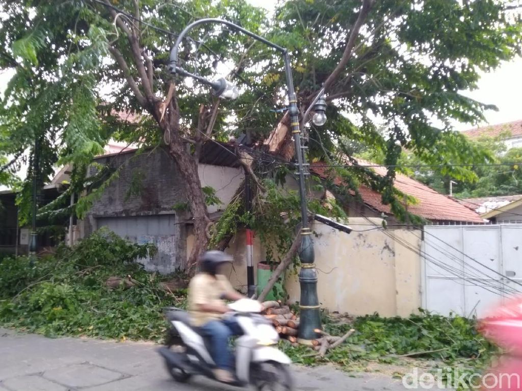 Angin Kencang, Sejumlah Pohon di Semarang Tumbang Angin Kencang, Sejumlah Pohon di Semarang Tumbang