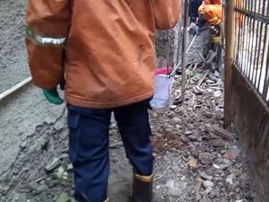 9 Anak Ular Kobra Dievakuasi dari Rumah Warga di Cakung Jaktim