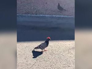 Misterius, Warga Las Vegas Temukan Burung Merpati Bertopi Koboi