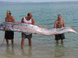 Oarfish atau Ikan Hari Kiamat: Asal-usul dan Fakta-faktanya