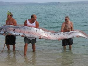 5 Fakta Ikan Oarfish, Ikan yang Disebut Pembawa Kabar Gempa 5 Fakta Ikan Oarfish, Ikan yang Disebut Pembawa Kabar Gempa
