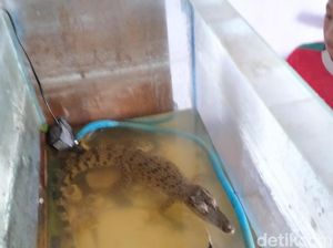 Buaya Nyasar di Permukiman Klaten, Ada yang Datang Ngaku Pemilik