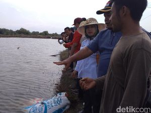 Dongkrak Penghasilan, Nelayan Indramayu Budi Daya Rumput Laut