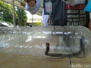 Tak Ditemukan Lagi, Pencarian Kobra di Citayam Dihentikan Hari Ini