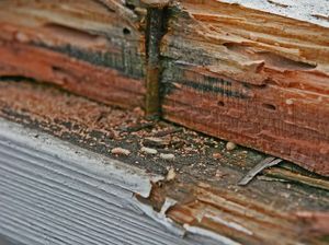 Mudah! 6 Tips Cegah Rayap Rusak Perabotan Kayu di Rumah Mudah! 6 Tips Cegah Rayap Rusak Perabotan Kayu di Rumah