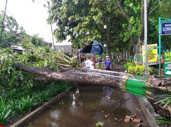 Belasan Pohon Tumbang di Sleman: Timpa Rumah dan Tutup Jalan